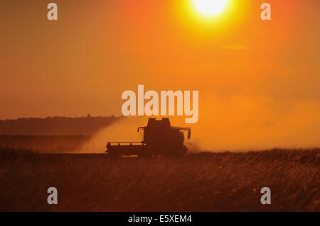 Segale, East Sussex, Regno Unito. Il 7 agosto, 2014. Mietitrebbia Harvester Works tardi nel tramonto vicino la segale. Una gara per ottenere il grano in prima wet weather arriva. David Burr/Alamy Live News Foto Stock