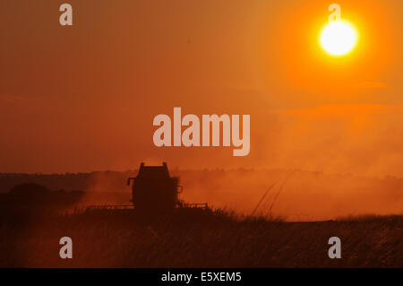 Segale, East Sussex, Regno Unito. Il 7 agosto, 2014. Mietitrebbia Harvester Works tardi nel tramonto vicino la segale. Una gara per ottenere il grano in prima wet weather arriva. David Burr/Alamy Live News Foto Stock