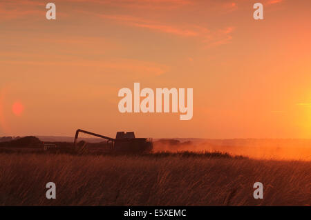 Segale, East Sussex, Regno Unito. Il 7 agosto, 2014. Mietitrebbia Harvester Works tardi nel tramonto vicino la segale. Una gara per ottenere il grano in prima wet weather arriva. David Burr/Alamy Live News Foto Stock