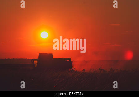 Segale, East Sussex, Regno Unito. Il 7 agosto, 2014. Mietitrebbia Harvester Works tardi nel tramonto vicino la segale. Una gara per ottenere il grano in prima wet weather arriva. David Burr/Alamy Live News Foto Stock