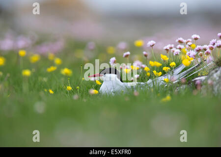 Arctic tern, Sterna paradisaea seduta sul suo nido Foto Stock