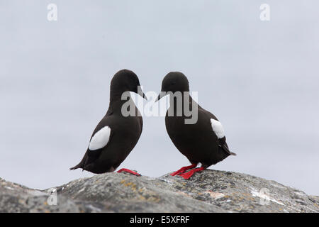 Black Guillemot, Cepphus grylle coppia su una roccia Foto Stock