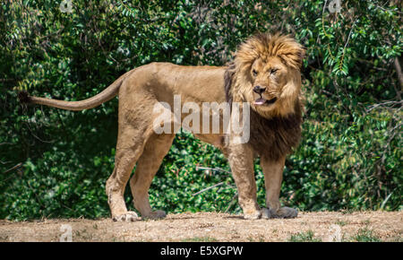 Grandi mane Lion, vagano in cerca di una diga Foto Stock