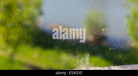 Fine sfondo web con vegetazione da dietro Foto Stock