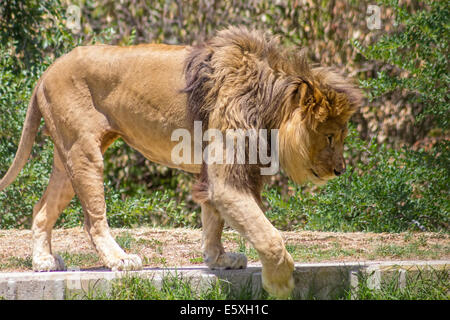 Grandi mane Lion, vagano in cerca di una diga Foto Stock