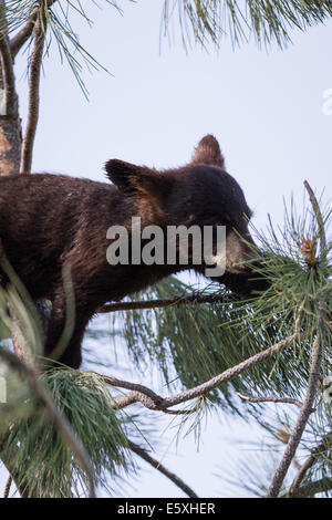 Piccoli Black Bear Cub di arrampicarsi su un albero di pino nel South Dakota Foto Stock