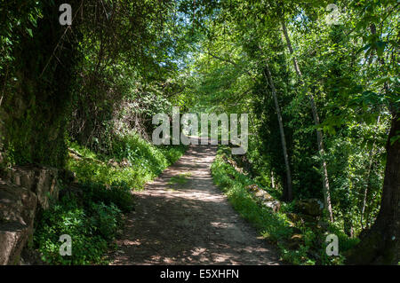 La strada attraverso la foresta Foto Stock