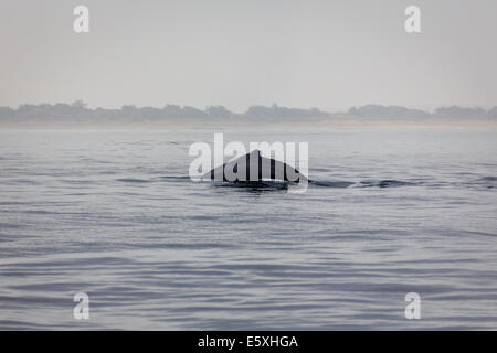 Close-up di Humpback Whale come violazioni off costa della California durante la migrazione sud Foto Stock