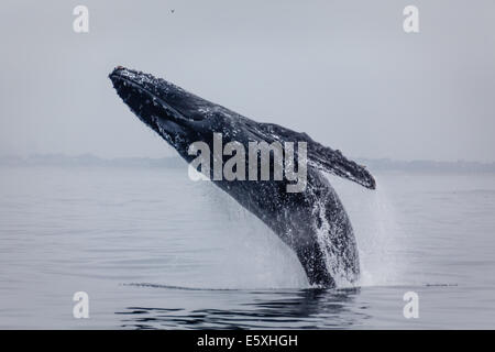 Close-up di Humpback Whale violazione alta fuori dall'acqua Foto Stock