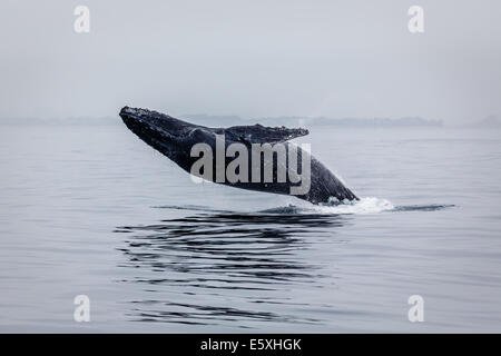 Close-up di Humpback Whale violazione alta fuori dall'acqua Foto Stock