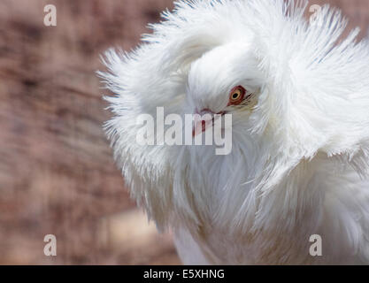 Piccione giacobina, con tipici feathered elcuello Foto Stock