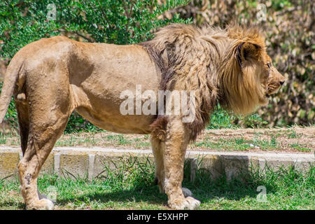 Grandi mane Lion, vagano in cerca di una diga Foto Stock
