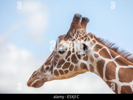 Testa di giraffa close up shot Foto Stock