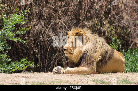 Grandi mane Lion, riposa nella savana Foto Stock