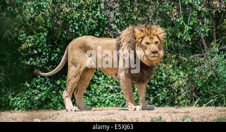 Grandi mane Lion, vagano in cerca di una diga Foto Stock