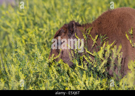 Ritratto di un bambino buffalo alimentazione di camminare su alti fiori di primavera Foto Stock