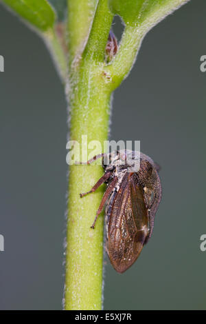 Treehopper (Centrotus cornutus) su un impianto di stelo Foto Stock