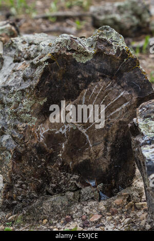 Legno pietrificato trovati in una foresta in Sud Dakota Foto Stock