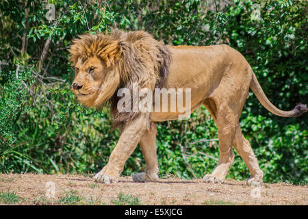 Grandi mane Lion, vagano in cerca di una diga Foto Stock