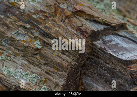 Legno pietrificato trovati in una foresta in Sud Dakota Foto Stock