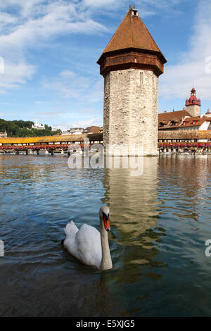 Un Cigno davanti alla cappella del ponte, Lucerna, Svizzera Foto Stock