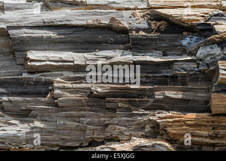 Legno pietrificato trovati in una foresta in Sud Dakota Foto Stock