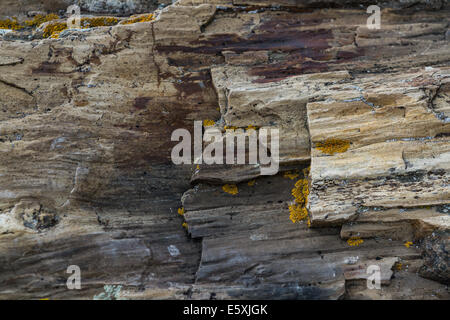 Legno pietrificato trovati in una foresta in Sud Dakota Foto Stock