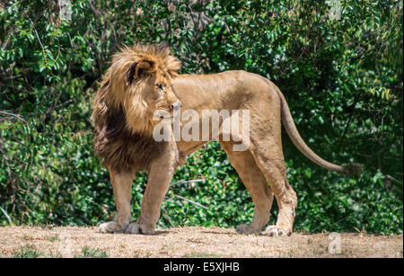Grandi mane Lion, vagano in cerca di una diga Foto Stock