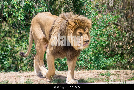 Grandi mane Lion, vagano in cerca di una diga Foto Stock