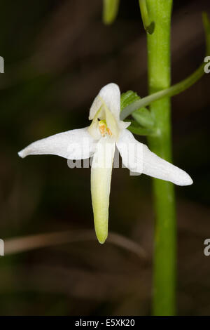 Minor Butterfly Orchid (Platanthera bifolia) Foto Stock