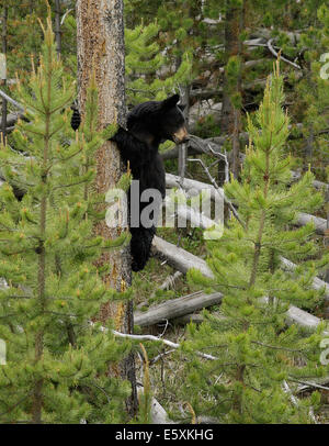 Black Bear Cub si arrampica su un albero per evitare il contatto con un orso grizzly nel Parco Nazionale di Yellowstone. Foto Stock