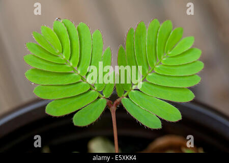Touch-me-non le foglie di piante (Mimosa pudica) - USA Foto Stock