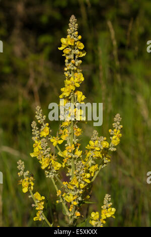 Grande Mullein (Molène thapsus) Foto Stock