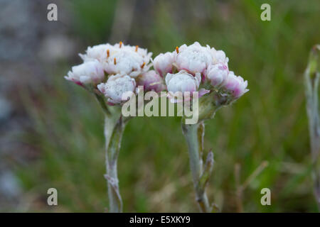 Montagna (eterna Antennaria dioica) fiore Foto Stock