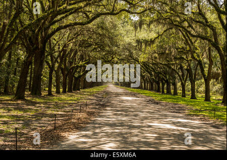 Grandi alberi di quercia, Savannah GA Foto Stock