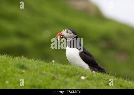 Puffini, Fratercula la raccolta di materiali di nesting Foto Stock