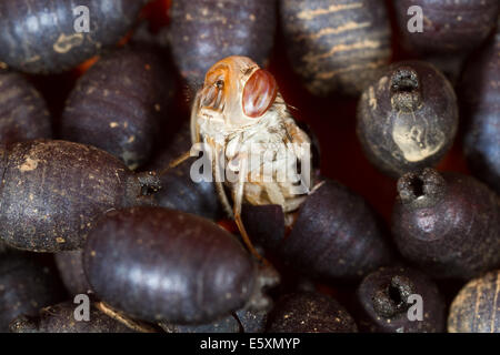 Mosca Tsetse (Glossina morsitans) emergenti dalla sua puparium Foto Stock