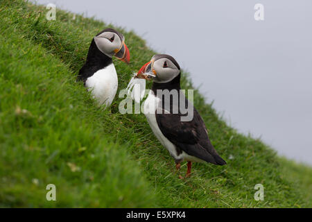 Puffini, Fratercula la raccolta di materiali di nesting Foto Stock