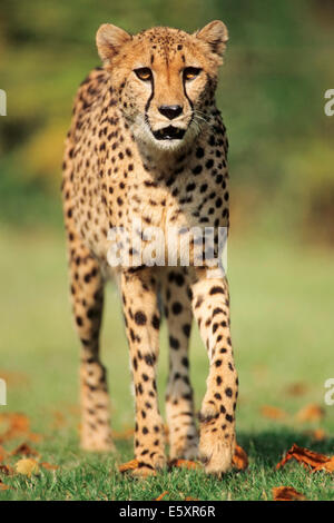 Ghepardo (Acinonyx jubatus), nativo di Africa, captive, Germania Foto Stock