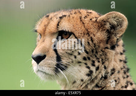 Ghepardo (Acinonyx jubatus), nativo di Africa, captive, Germania Foto Stock