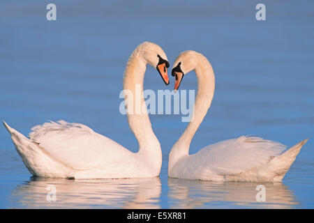 Cigni (Cygnus olor), coppia corteggiamento, Nord Reno-Westfalia, Germania Foto Stock