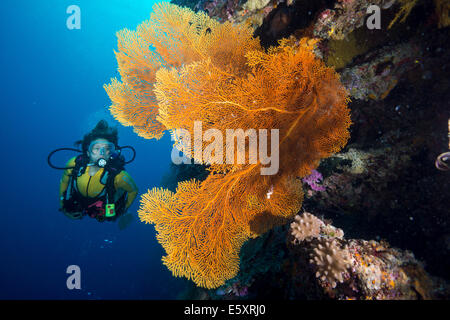 Scuba Diver dietro un gigantesco mare fan, Gorgonia fan corallo (Annella mollis, Syn Subergorgia mollis), Oceano Pacifico, Palau Foto Stock