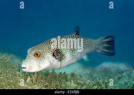 White-spotted Puffer (Arothron hispidus) su piante fanerogame, Makadi Bay, Mar Rosso, Hurghada, Egitto Foto Stock