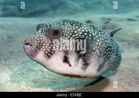 White-spotted Puffer (Arothron hispidus) sulla spiaggia sabbiosa di fondo del mare, Makadi Bay, Mar Rosso, Hurghada, Egitto Foto Stock