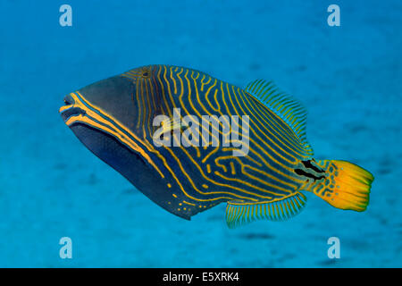 Orange-rigato pesci balestra (Balistapus undulatus), Makadi Bay, Mar Rosso, Hurghada, Egitto Foto Stock