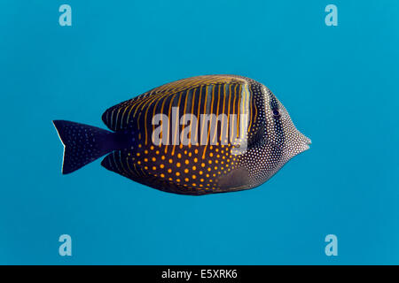 Mar Rosso sailfin tang (Zebrasoma desjardinii), Makadi Bay, Mar Rosso, Hurghada, Egitto Foto Stock