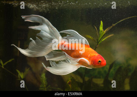 Goldfish (Carassius gibelio forma auratus) Foto Stock