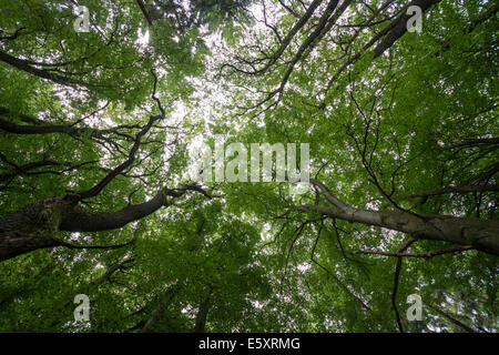 Streaming di luce attraverso il baldacchino di un misto di bosco di faggio (Fagus sylvatica), in estate, Hohemark, Oberursel, Taunus, Hesse Foto Stock