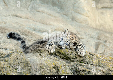 Giovani Snow Leopard (Panthera uncia) giacente su roccia, captive Foto Stock