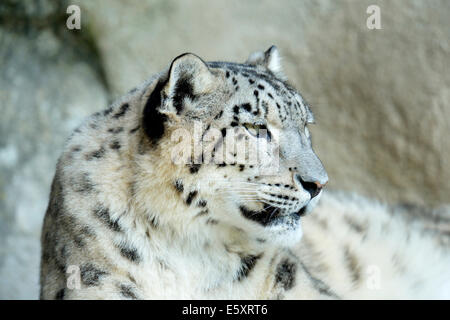 Snow Leopard (Panthera uncia), Adulto, femmina, captive Foto Stock